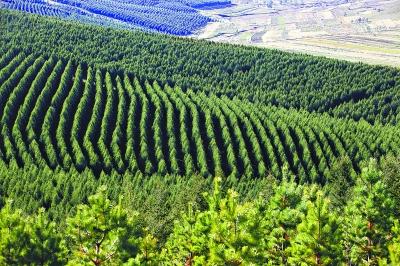 完成造林任务115亩、森林除草5000多亩——济南北郊林场：高质量筑起济南北部绿色屏障