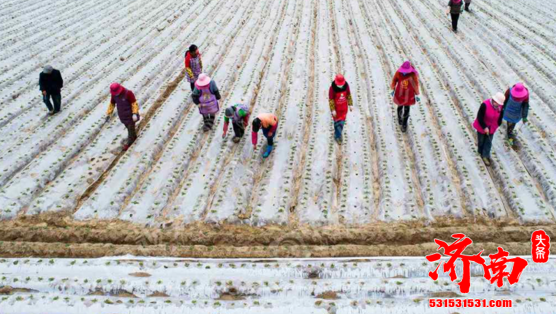 寒潮来袭 济南积极应对 保障菜篮子 避免蔬菜减产 影响村民收入