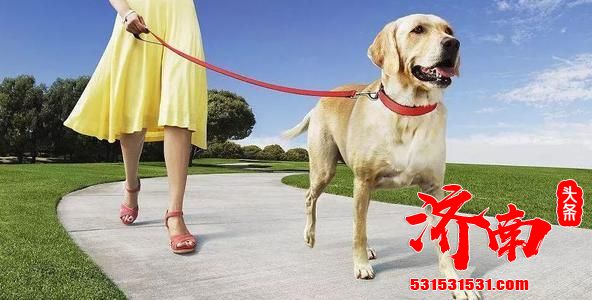 济南市拟对文明养犬做出进一步规范