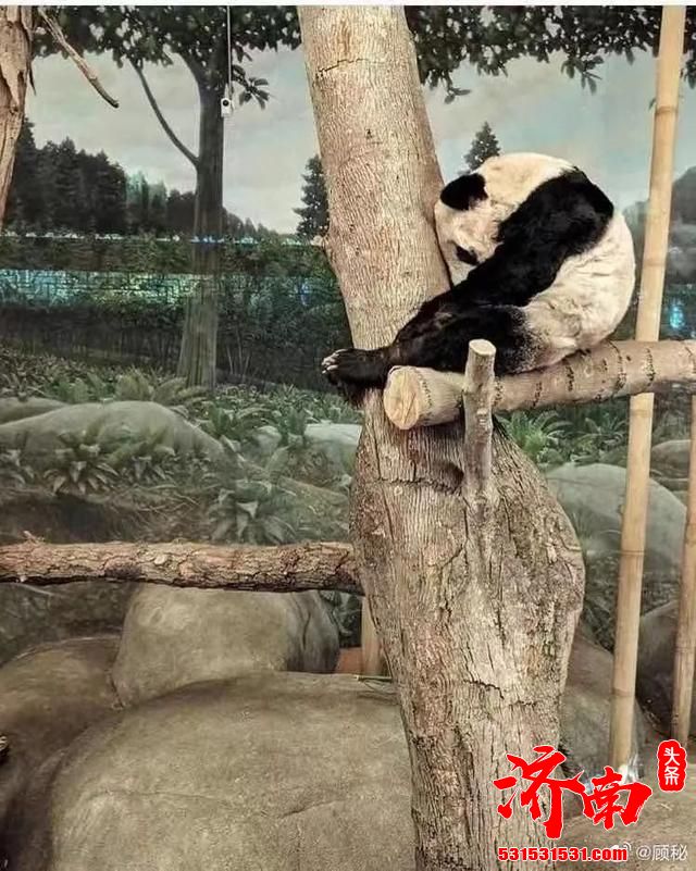 住在美国孟菲斯动物园的大熊猫瘦骨嶙峋 官方已给出回应