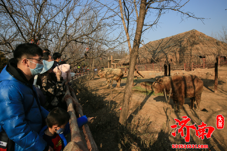 春节假期接待游客7.5万人次 济南野生动物世界迎来2021年开门红