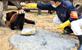 济南动物园萌宠吃“汤圆大餐”闹元宵！
