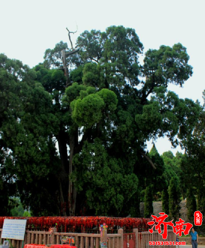 济南市民可以通过认养古树的方式 为保护古树名木尽一份力量