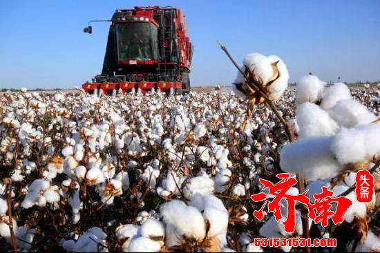 反击对新疆棉花的抹黑和妖魔化 中国八点破解之道！
