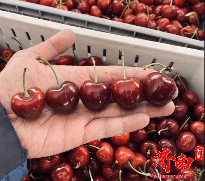 国产樱桃初上市，目前济南市场上樱桃多来自大连 特级果80元/斤，你“樱桃自由”吗