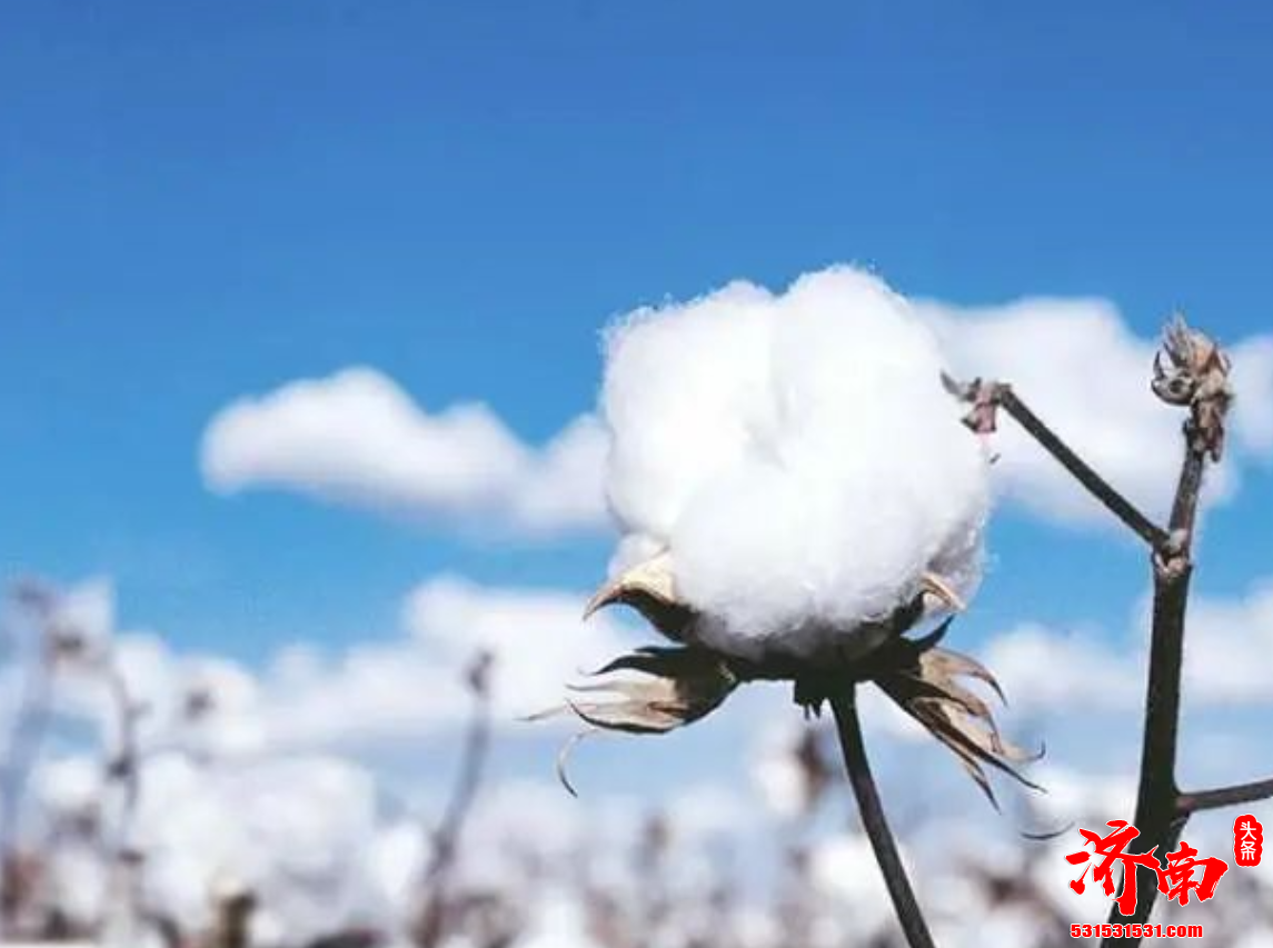 商务部回应H&M等抵制新疆棉：纯白无瑕的新疆棉花不容抹黑