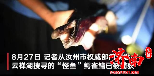 河南云禅湖出现的“怪鱼”已被捕获 为两条外来生物鳄雀鳝