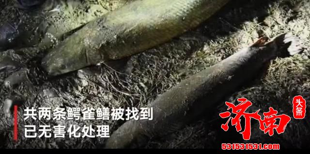 河南云禅湖出现的“怪鱼”已被捕获 为两条外来生物鳄雀鳝
